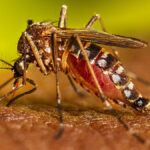 Aumento de casos de dengue en Buenos Aires: “El brote se adelantó”